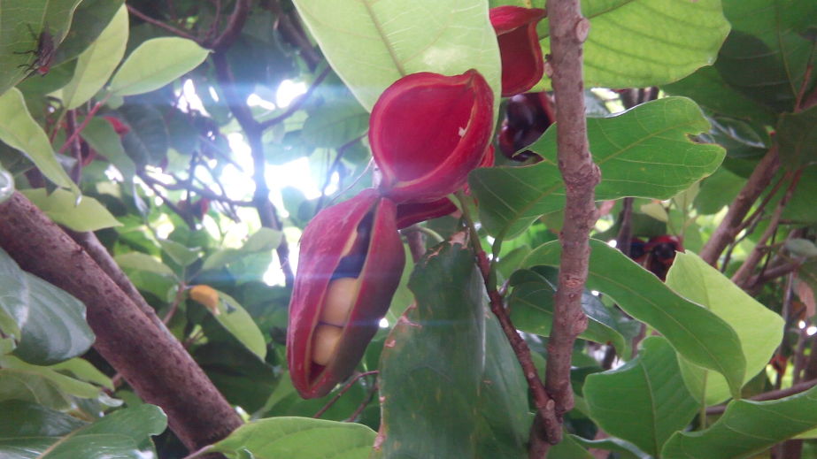 蘋婆、鳳眼果（Sterculia nobilis） 未成熟的果實