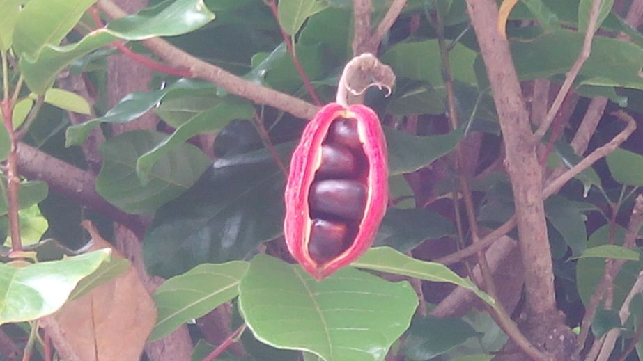 蘋婆、鳳眼果（Sterculia nobilis）成熟的果實