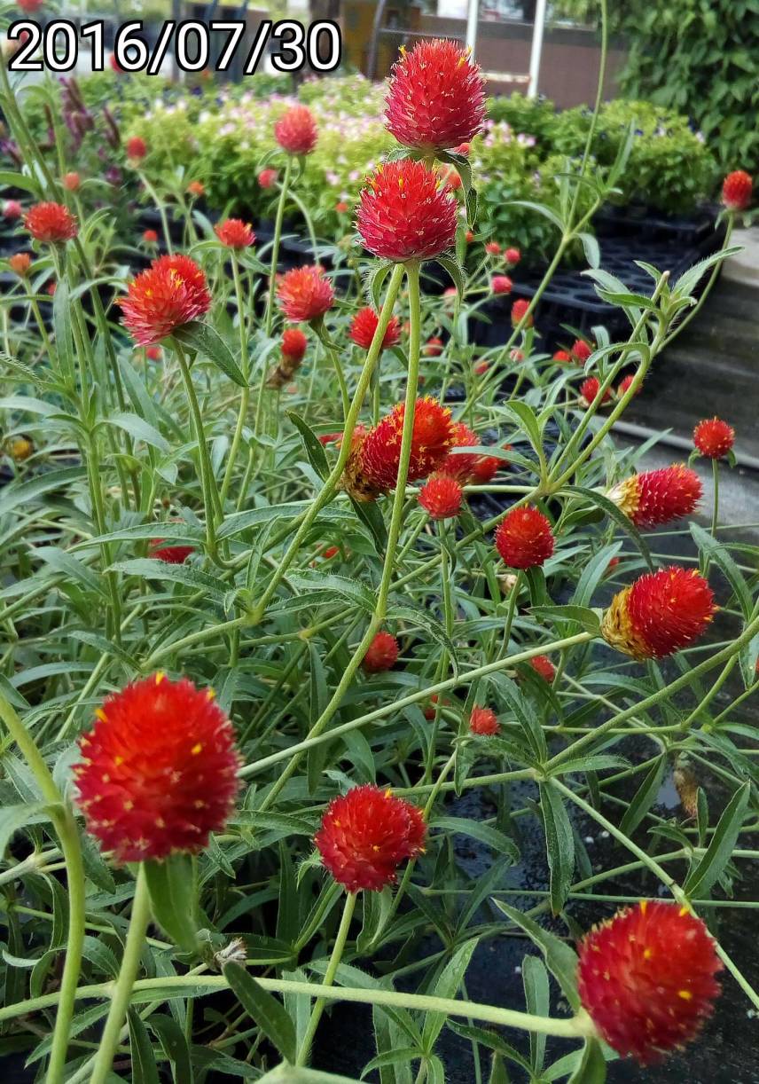 台中 后里 中社觀光花市 ￼美洲千日紅、Gomphrena haageana, Strawberry Fields globe amaranth