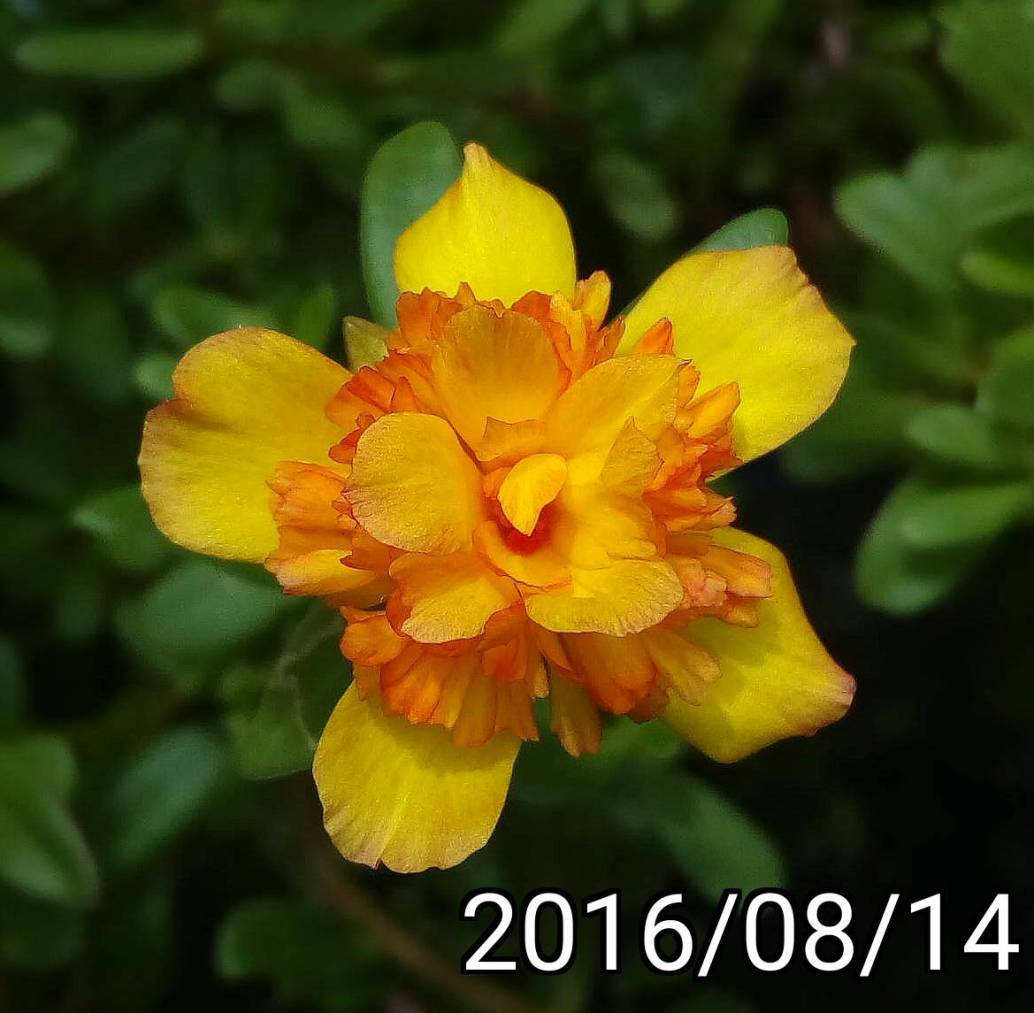 重瓣黃橘紅色 馬齒莧、豬母草  multi-petaled yellow orage Portulaca oleracea 英文名稱：common purslane, verdolaga, pigweed, little hogweed,  pursley, and moss rose