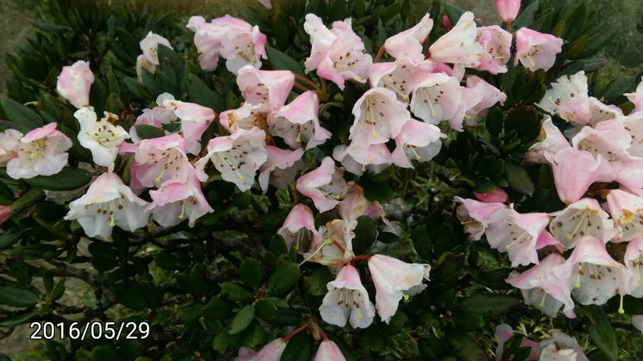 合歡山的玉山杜鵑 Rhododendron pseudochrysanthum of Hehuan Mountain