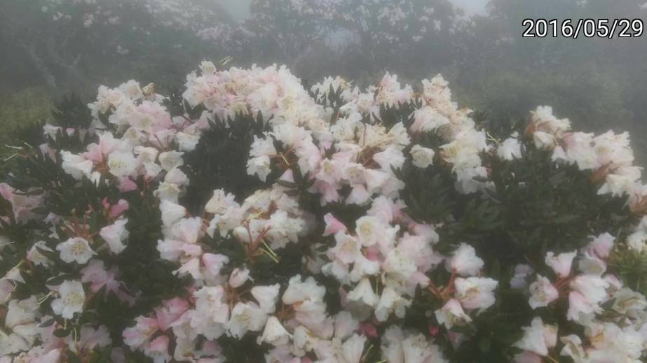 霧中的合歡山的玉山杜鵑 misty Rhododendron pseudochrysanthum of Hehuan Mountain